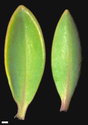 Veronica societatis. Leaf surfaces, adaxial (left) and abaxial (right). Scale = 1 mm.
 Image: W.M. Malcolm © Te Papa CC-BY-NC 3.0 NZ
